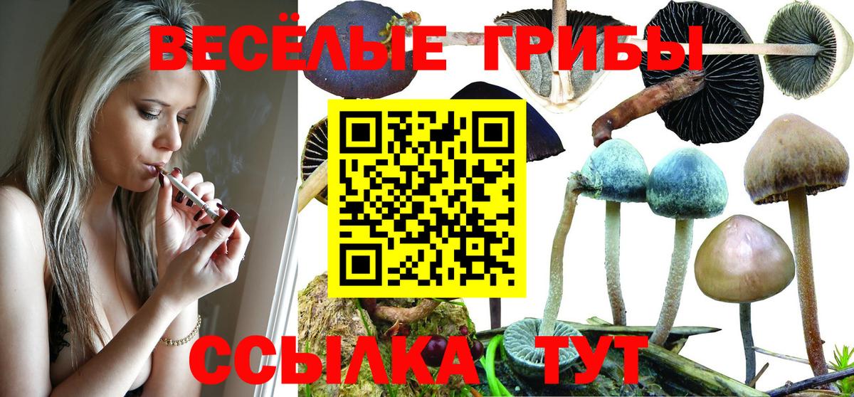 Галлюциногенные грибы Psilocybe Бузулук